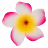 Single Plumeria Clip: Pink