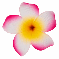 Single Plumeria Clip: Pink