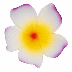 Single Plumeria Clip: Purple