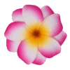 Medium Double Plumeria Clip: Pink