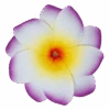 Medium Double Plumeria Clip: Purple