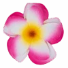 Large Double Plumeria Clip: Pink