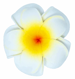 Large Double Plumeria Clip: White