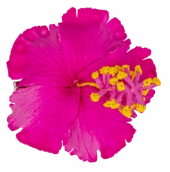 Hibiscus Hair Clip: Pink