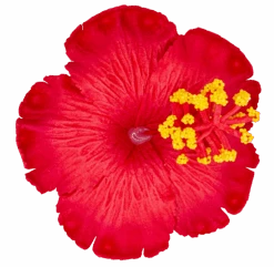 Hibiscus Hair Clip: Red