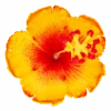 Hibiscus Hair Clip: Yellow