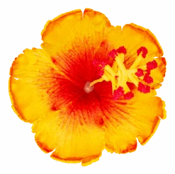 Hibiscus Hair Clip: Yellow