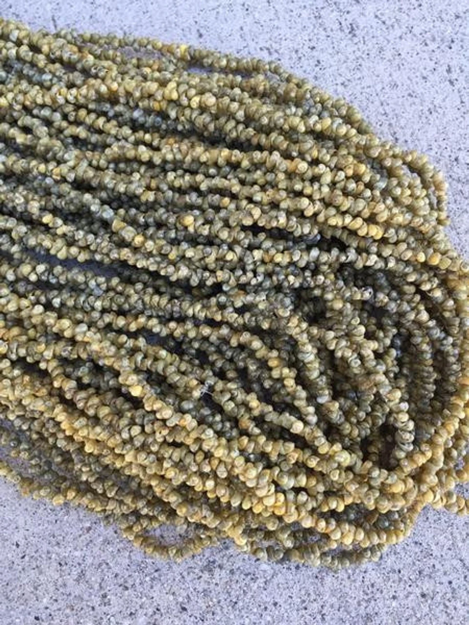 Shell Lei Gift Set 2 Shell Lei Gift Set - Image 2